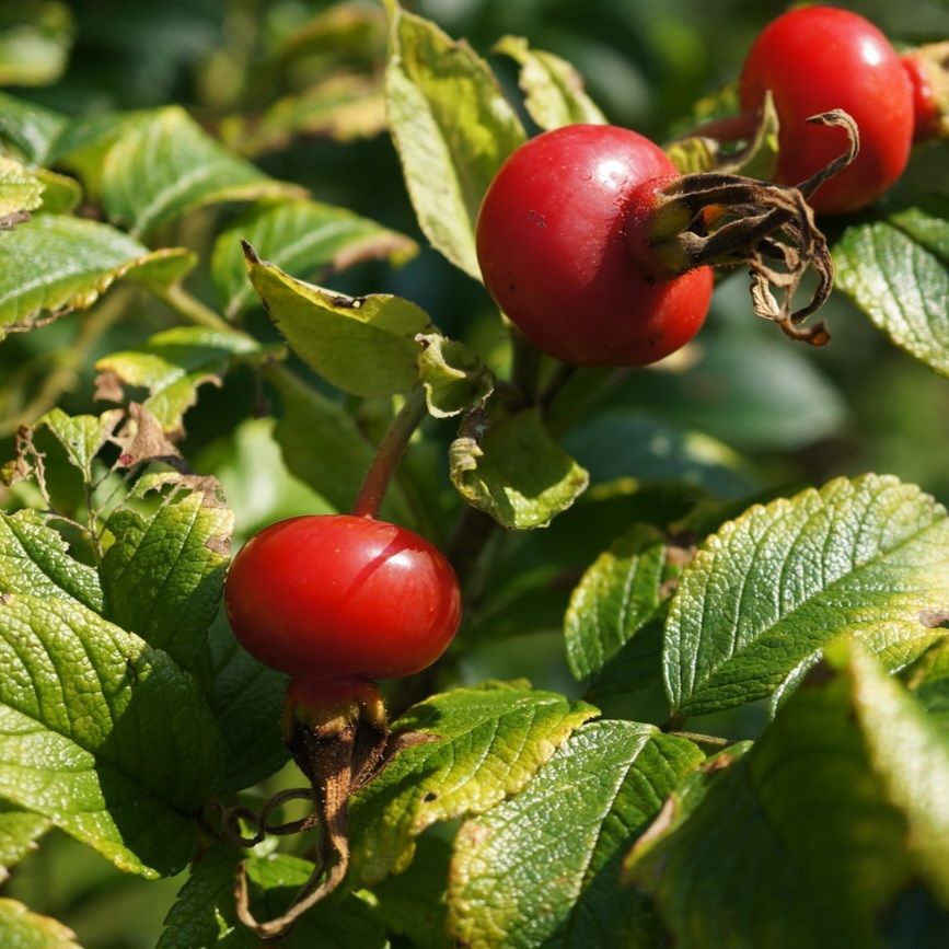 Rozenbottel / Rosehips