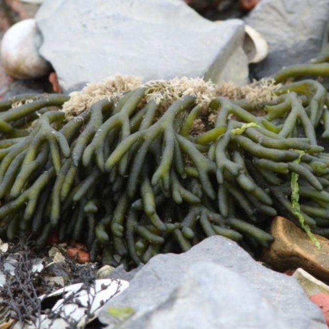 Codium