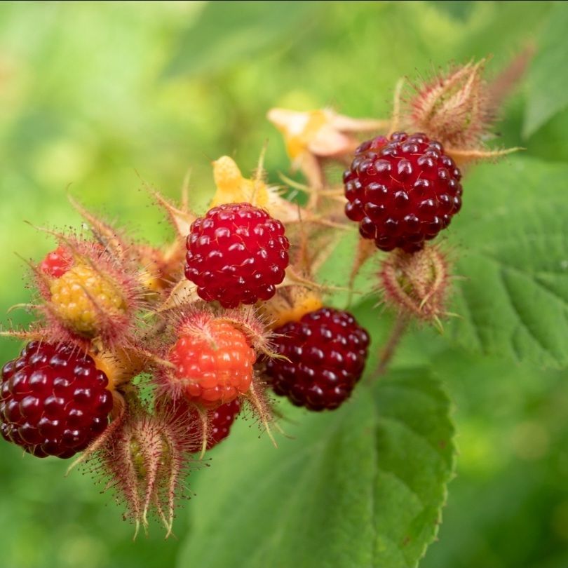 Japanse wijnbes / Japanese wineberry 