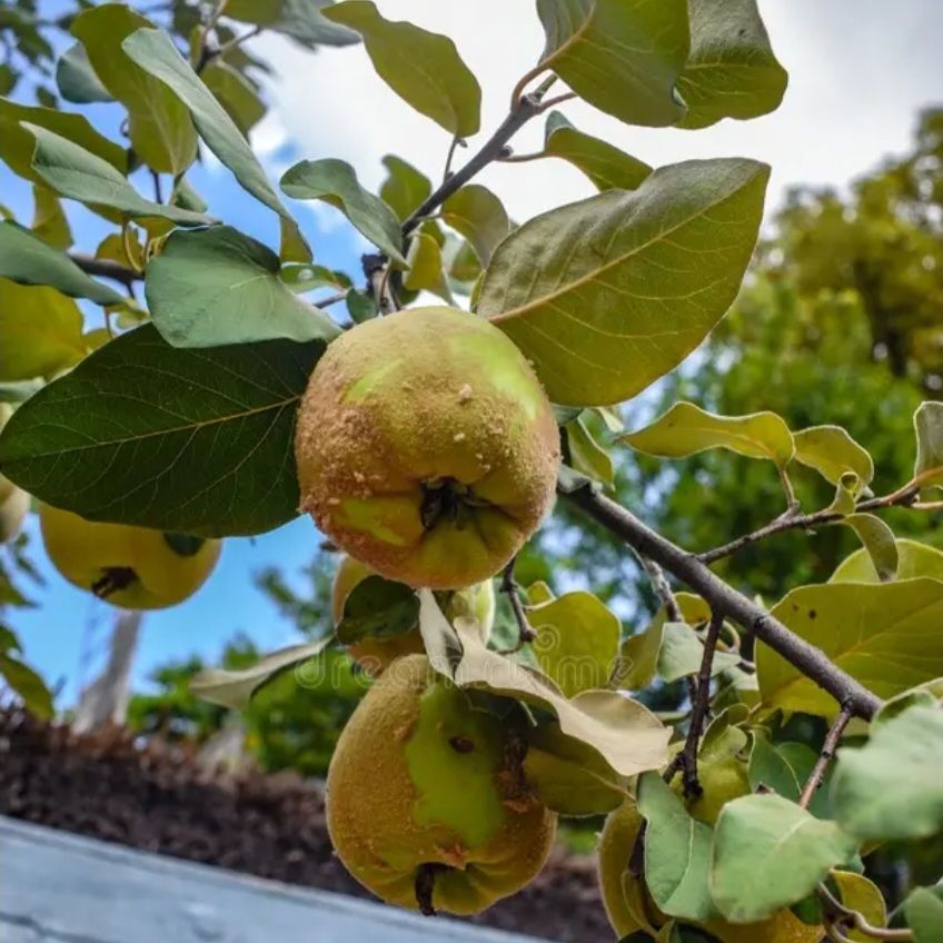 Premature kweepeer/ unripe quince 