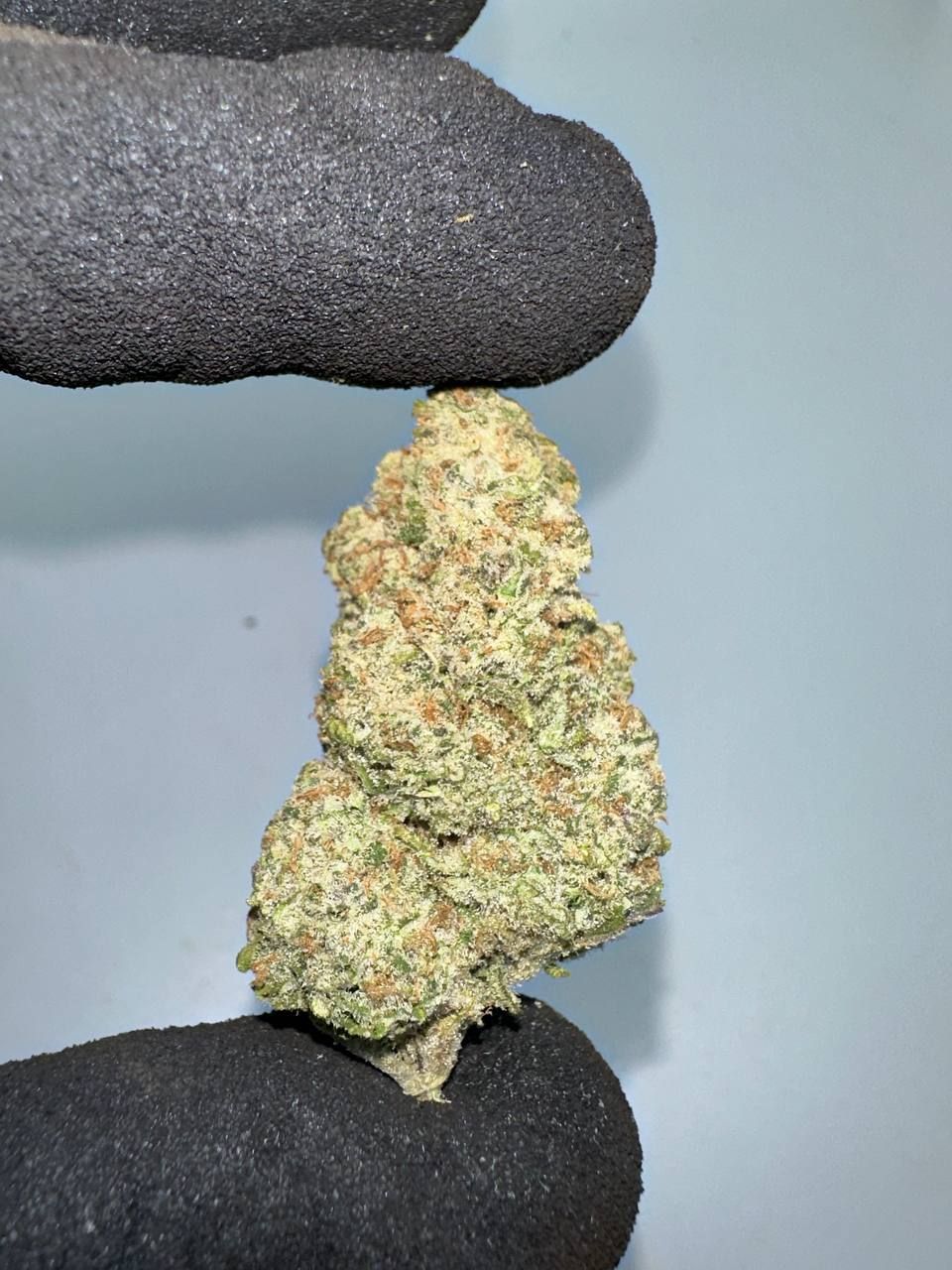 🇺🇸🇳🇱 Dutch Cali – White Truffle (95 Dead x Platinum Kush Mints)