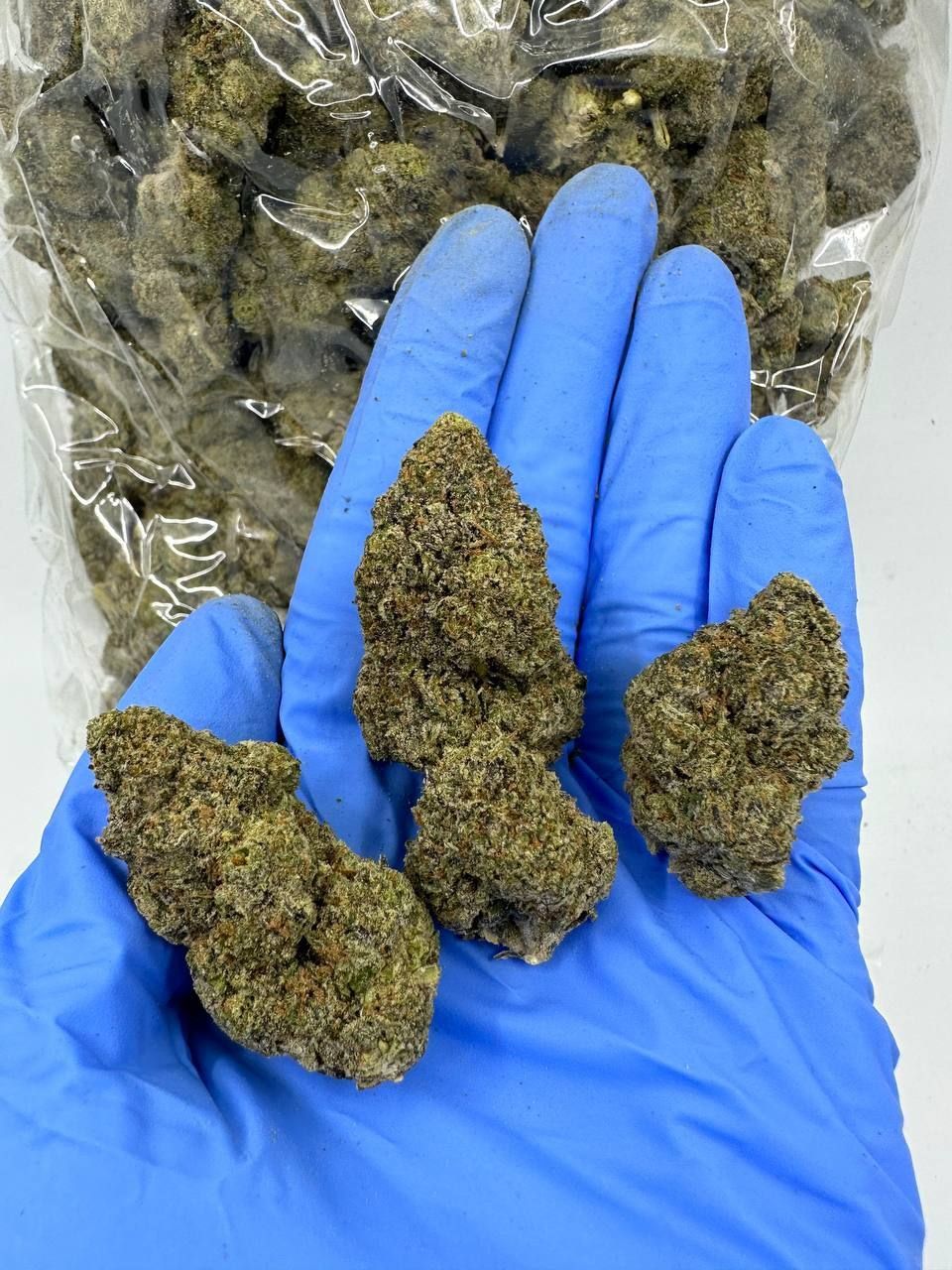 🇳🇱🇺🇸 Dutch Cali – Grandaddy Pluto 👽🛸
