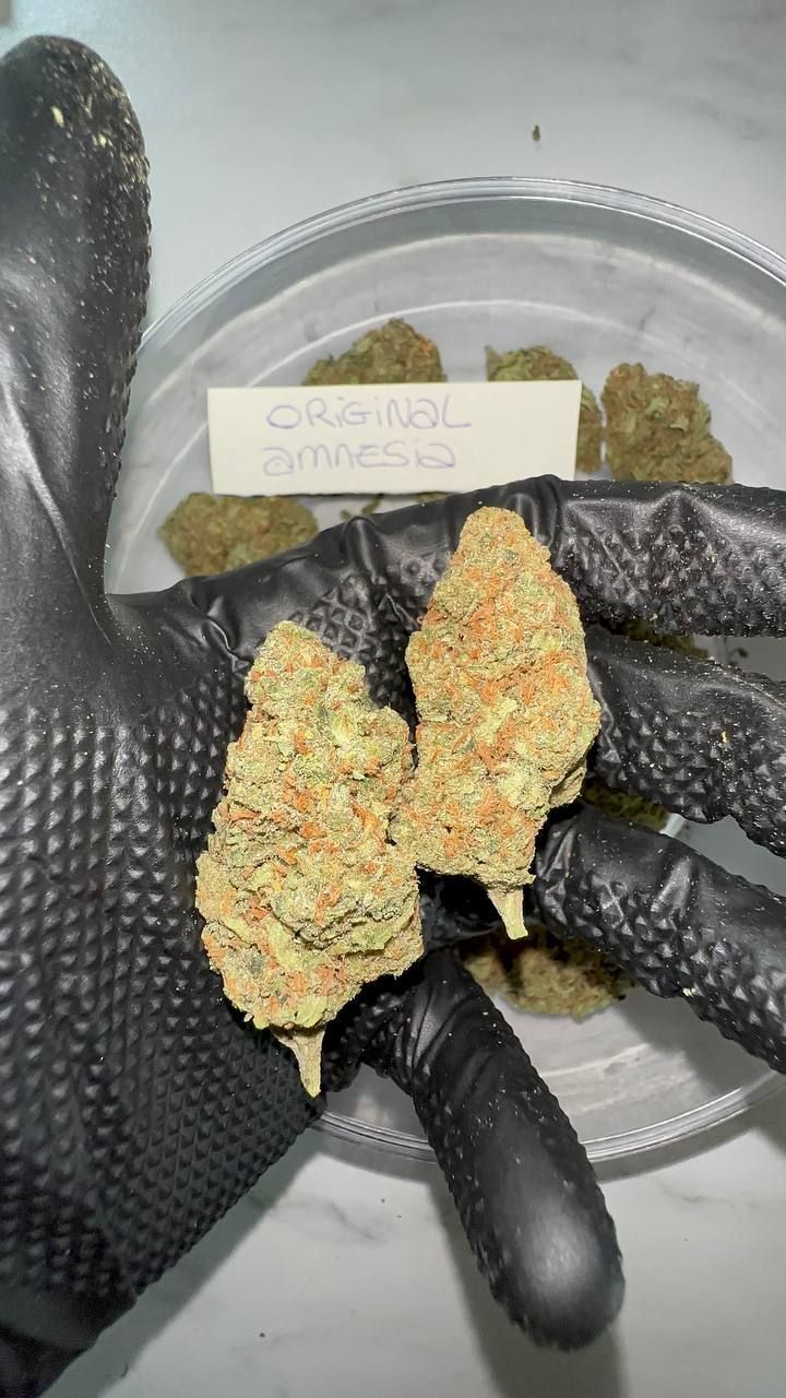 🇳🇱 Dutch Weed – Original Amnesia 32% THC