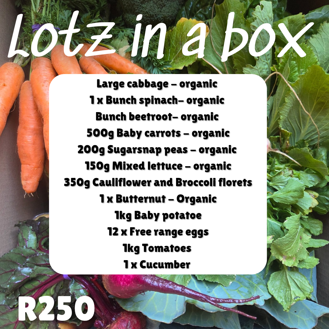 LOTZ IN A BOX