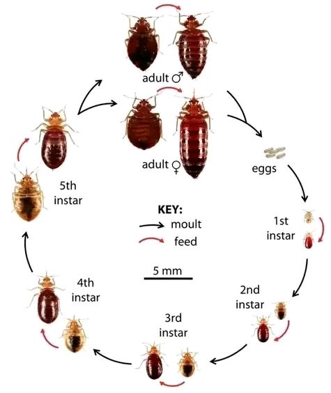 Bedbugs Removal service