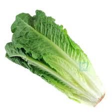romaine lettuce