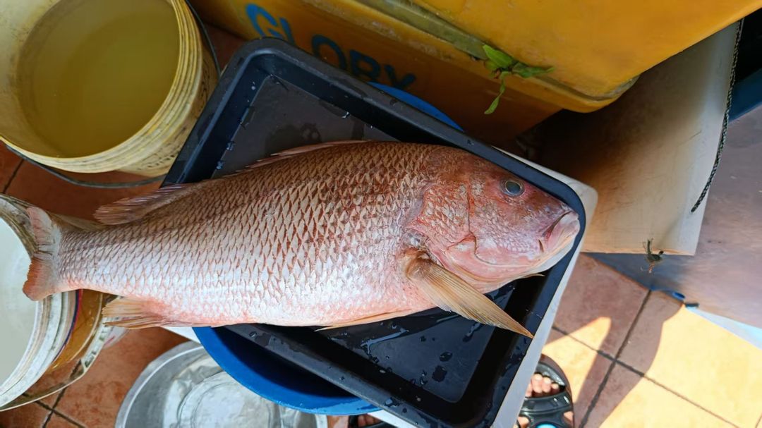Golden Snapper | 红皂