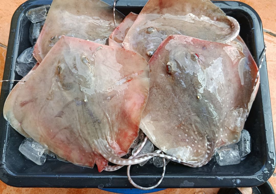 Stingrays | 魔鬼鱼