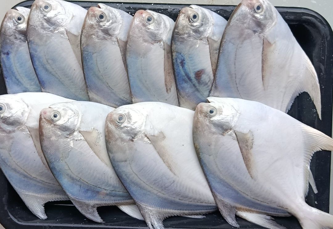 White Pomfret | 白鲳