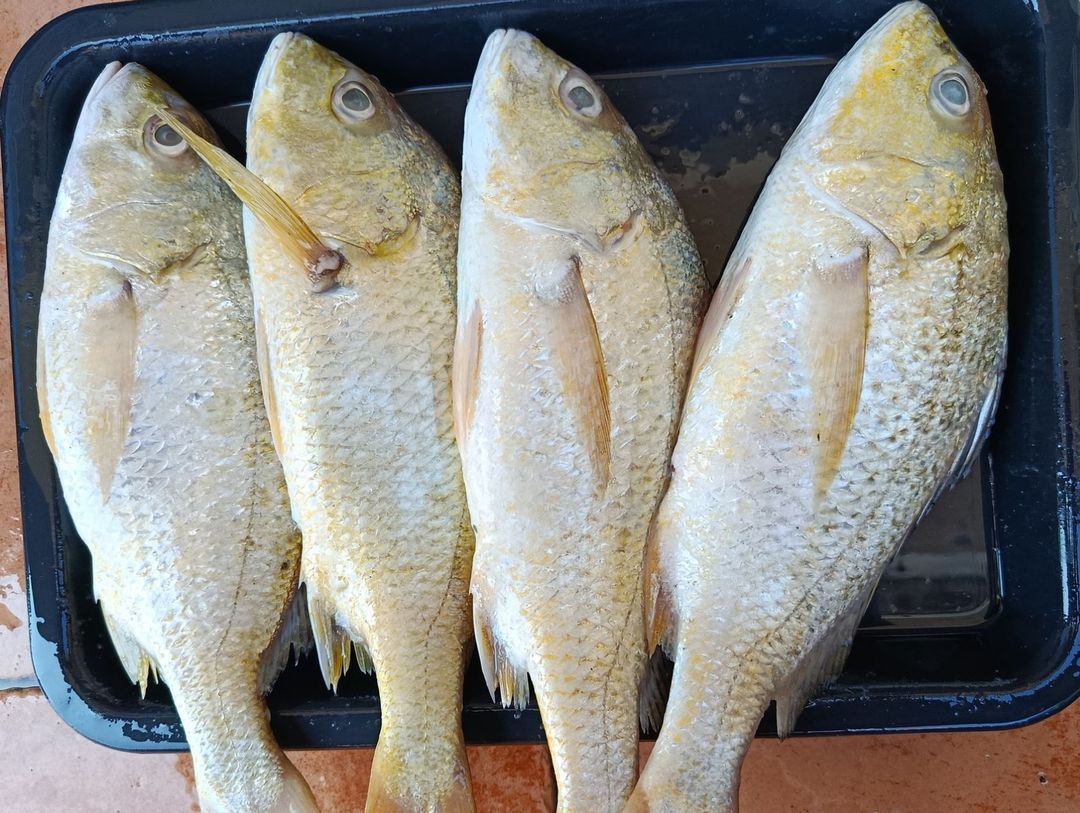 White Snapper | 白皂