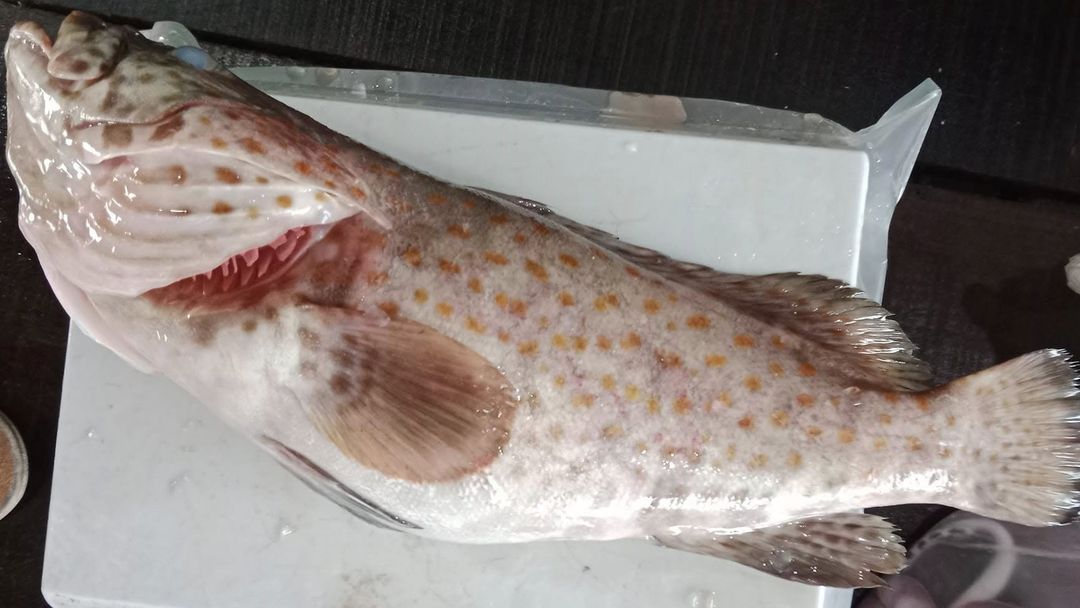 Grouper Fish | 石斑鱼