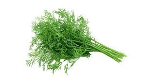 Coriander 