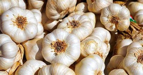 Garlic 