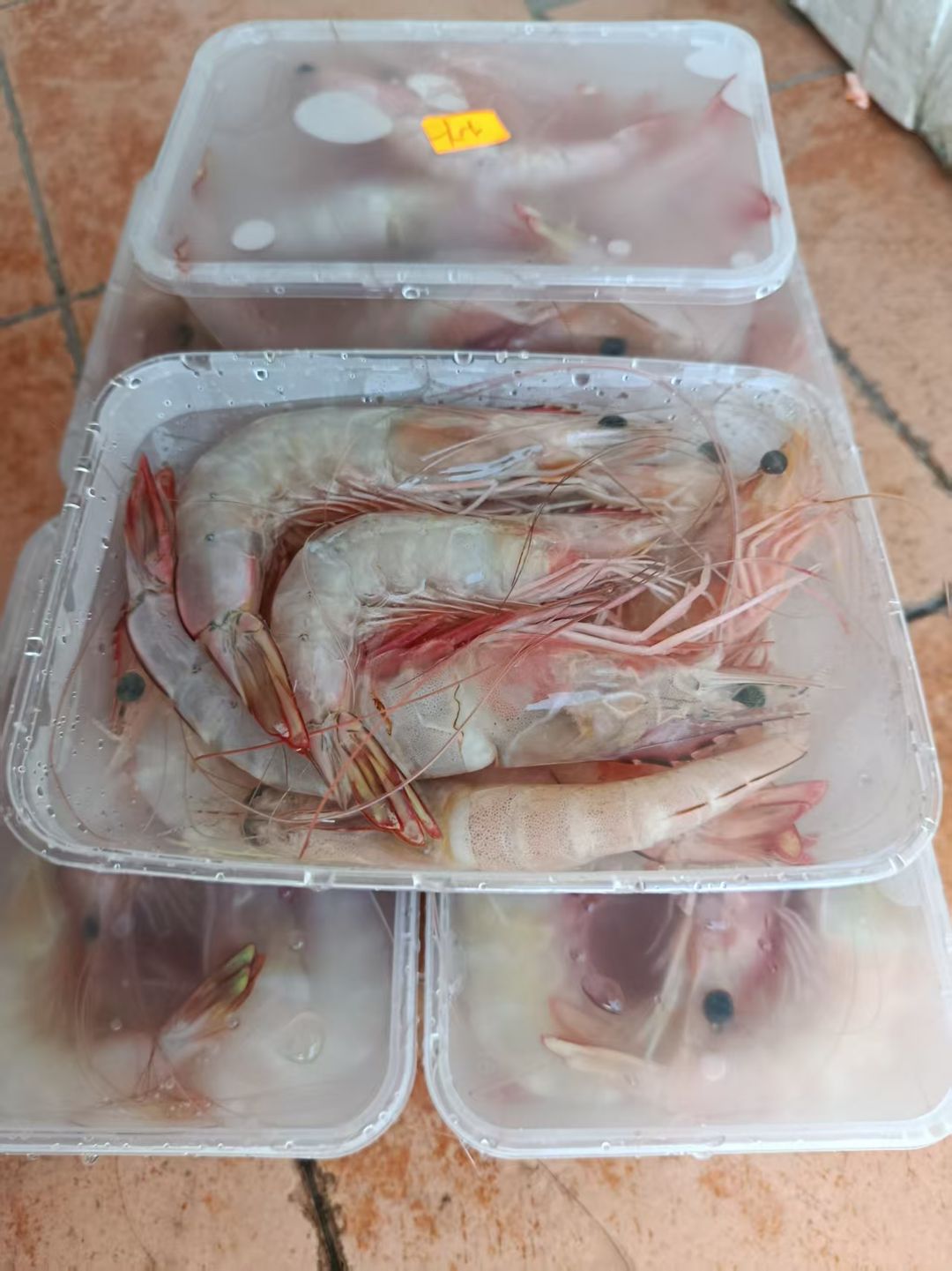Sea Prawn | 明虾