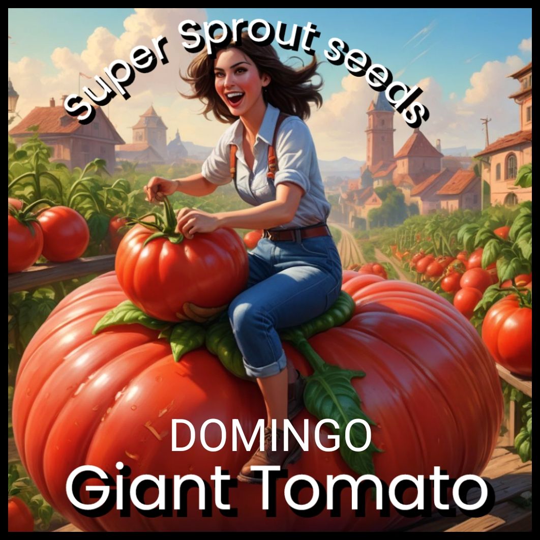 DOMINGO GIANT TOMATO x 10 seedsgʻ 