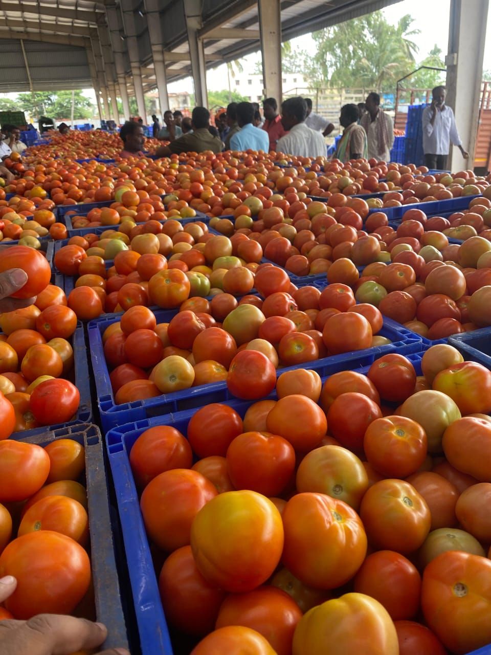 Tomato