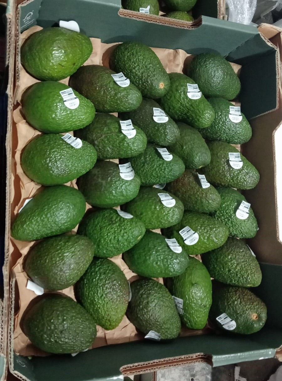 Australia Hass Avocado