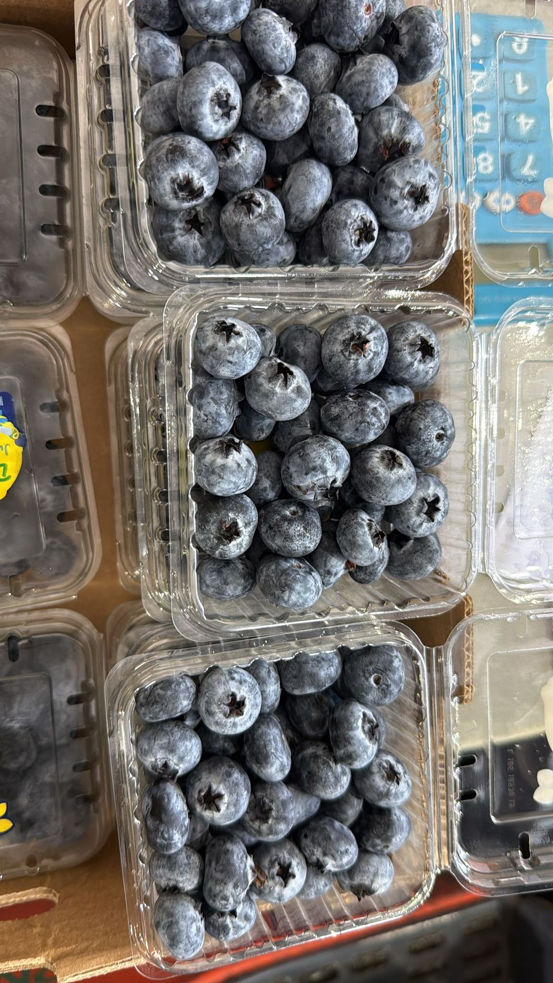 Driscoll's Jumbo Blueberry