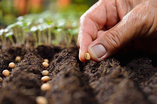 Seeds