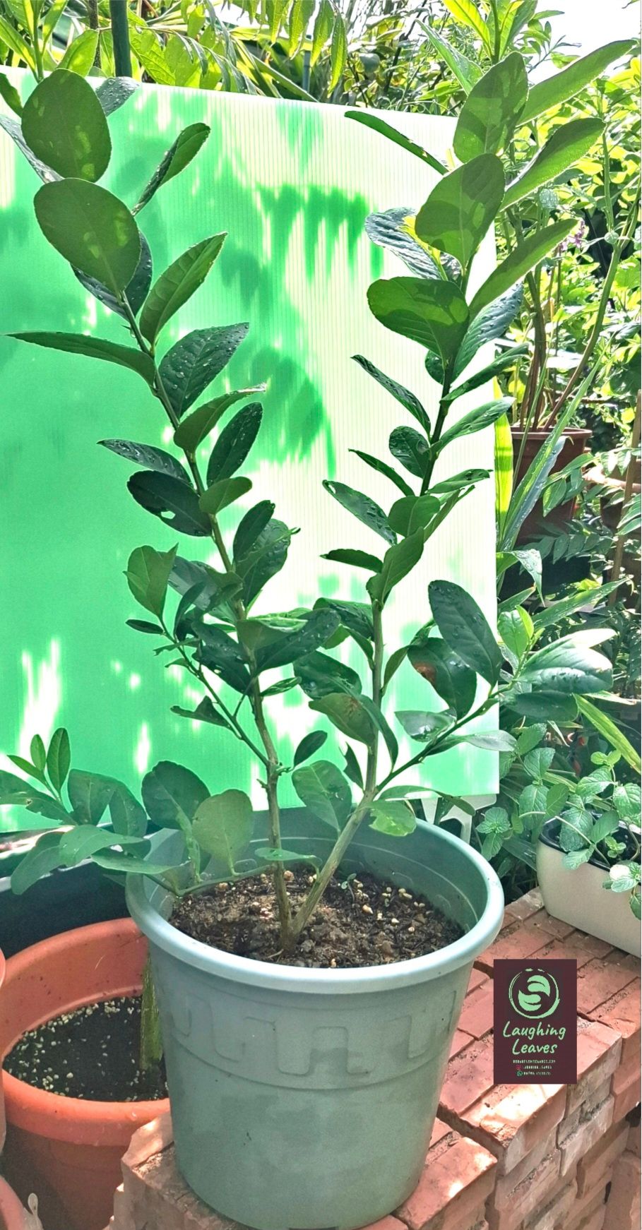 Citrus Lemon