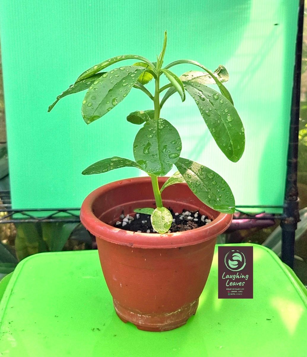 Java Ginseng (Talinum Paniculatum) SG60🇲🇨 $6.00 (Limited Time Offer 9Aug-9Sept)