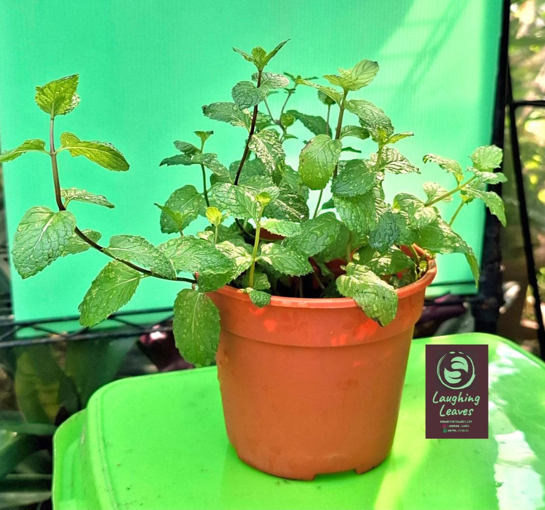 Spearmint (Mentha Spicata). SG60🇲🇨 $6.00 (Limited Time Offer 9Aug-9Sept)