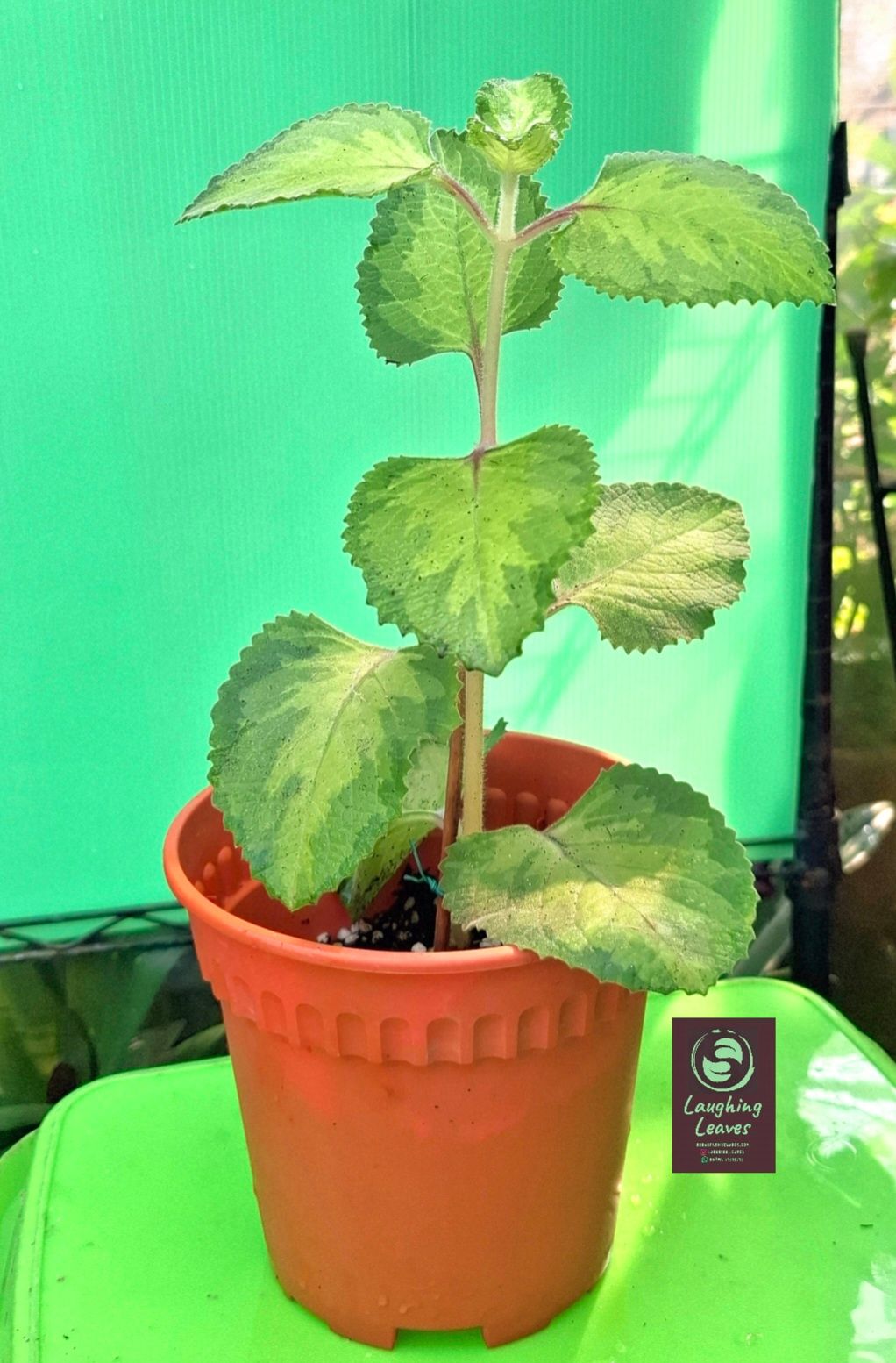 Indian Borage Reverse Variegated. SG60🇲🇨 $6.00 (Limited Time Offer 9Aug-9Sept)