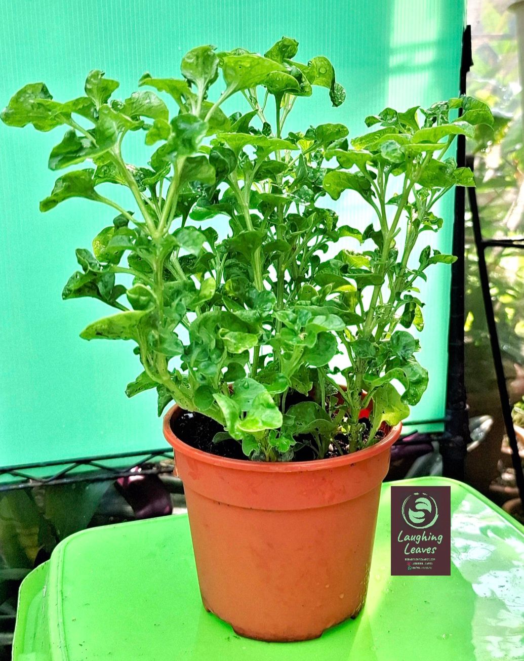Brazilian Spinach (Sissoo Spinach). SG60🇲🇨 $6.00 (Limited Time Offer 9Aug-9Sept)