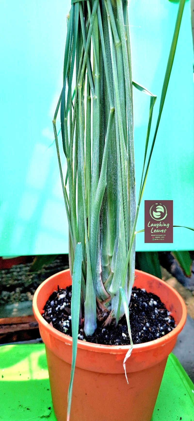 Lemongrass