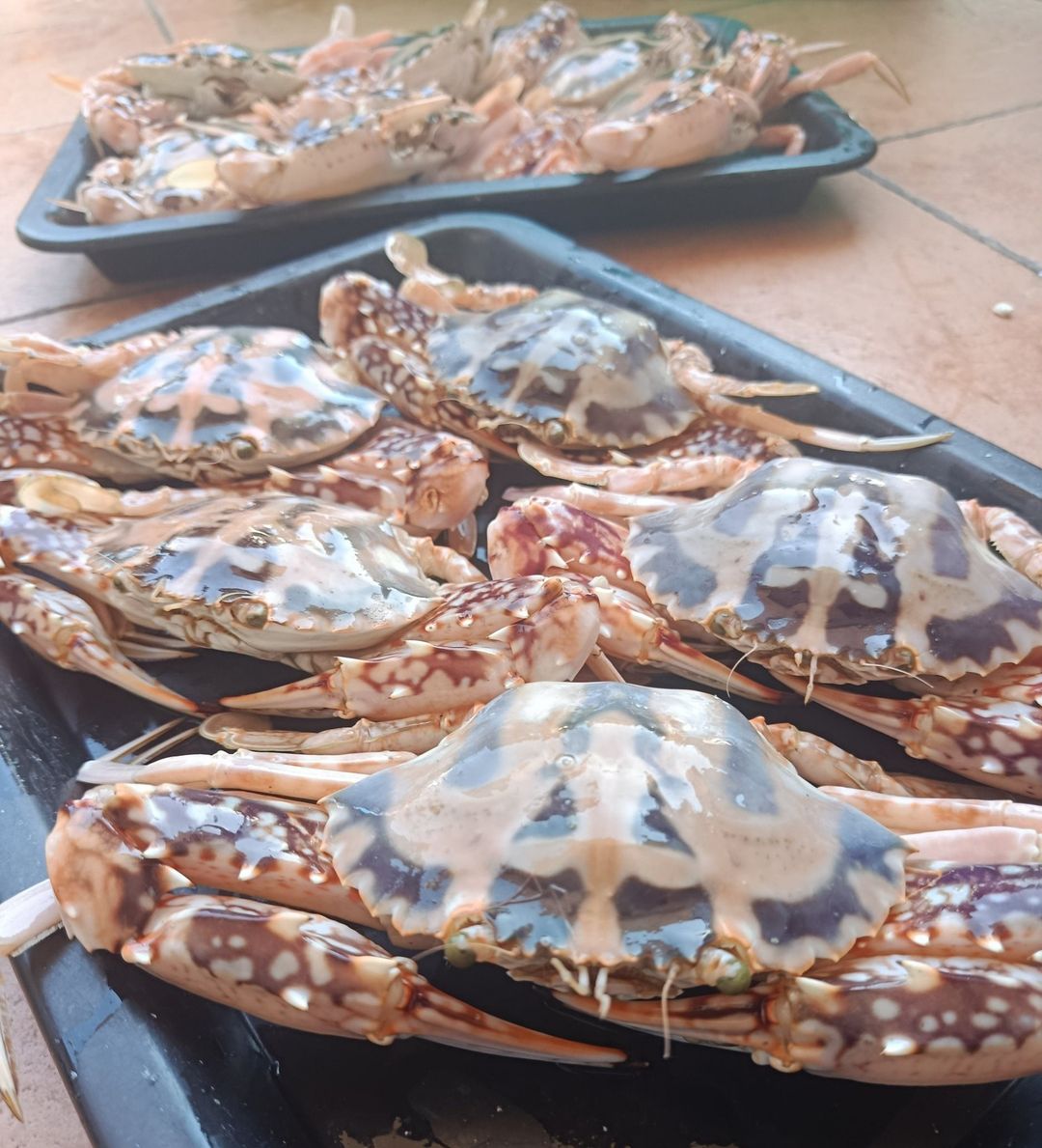 Flower Crab