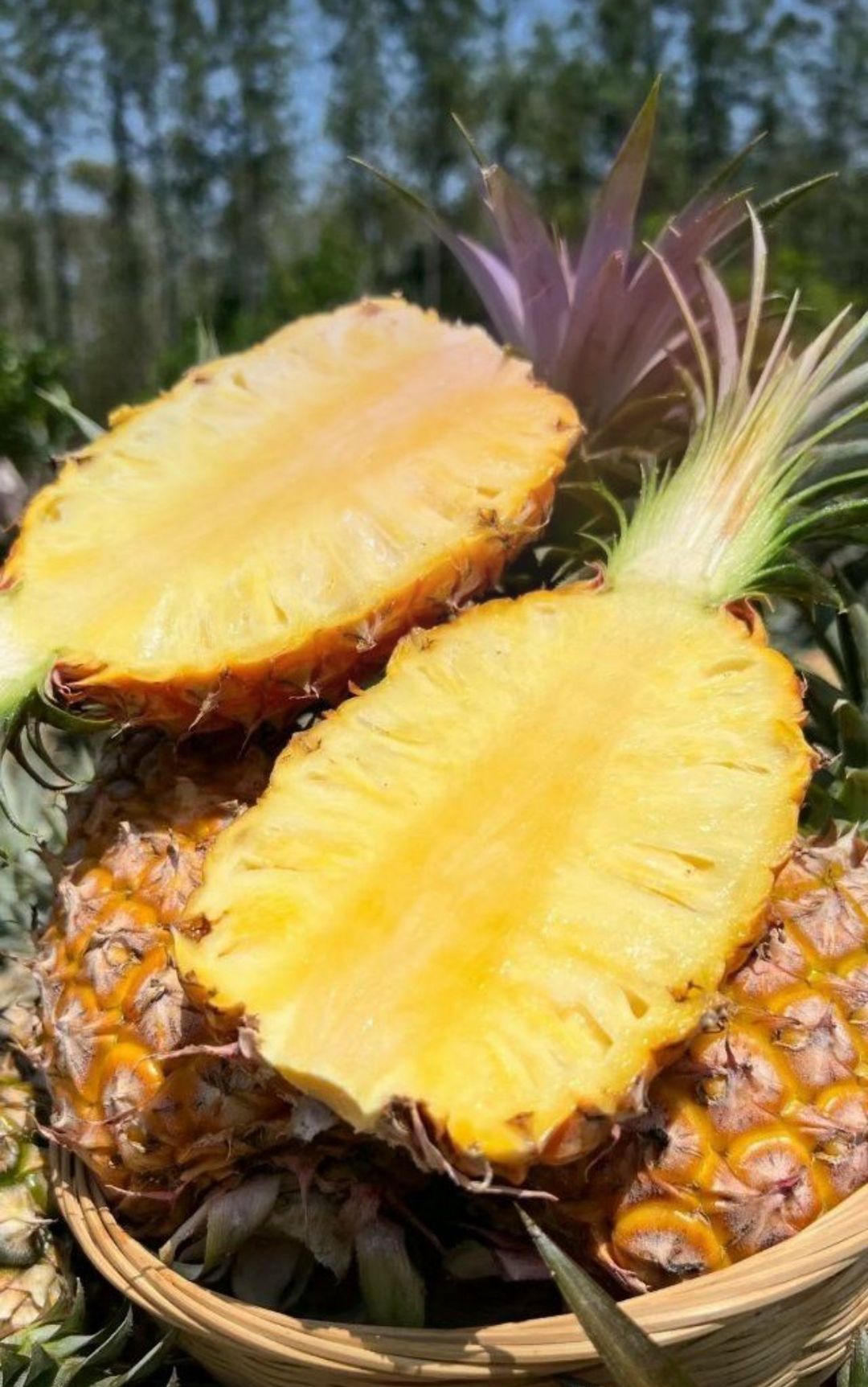Piña