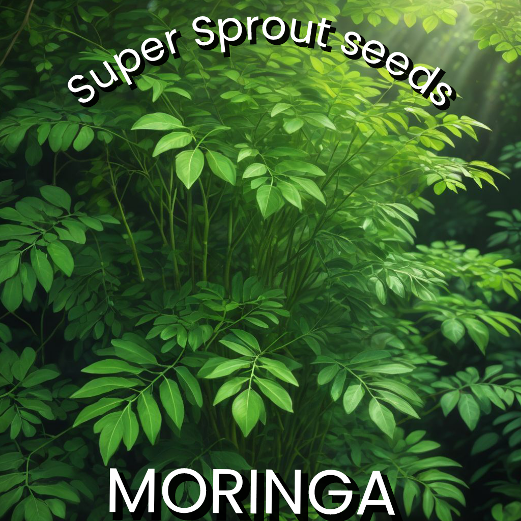 🌳MORINGA OLEIFERA🌳 x 5 seeds