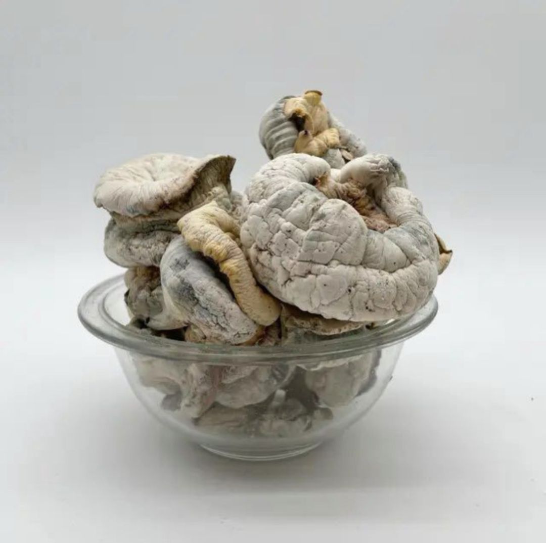 ALBINO BLUEY VUITTON MAGIC SHROOMS 