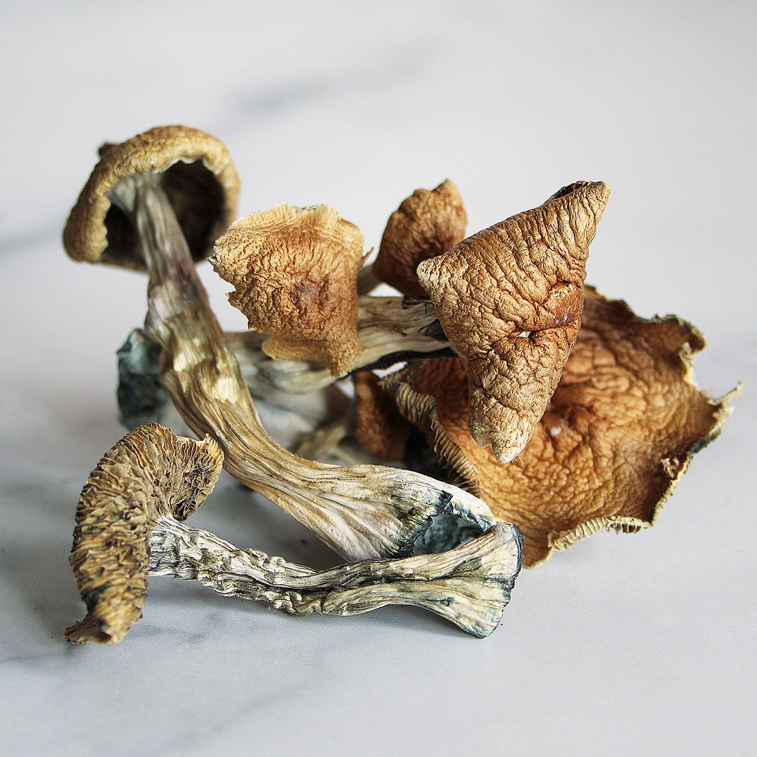 Golden Teacher Mushrooms