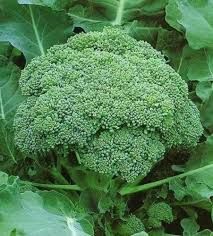 Broccoli