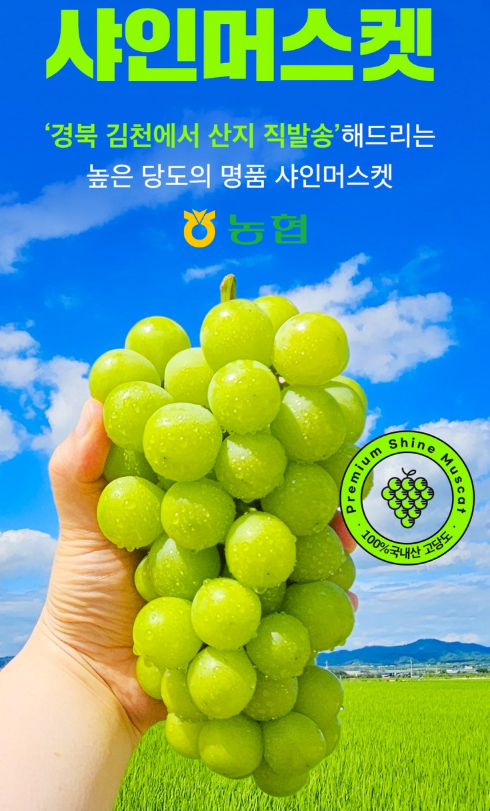 김천농협 고당도 샤인 머스캣 2KG(3미)Korean Shine muscat 2kg(3PCS)