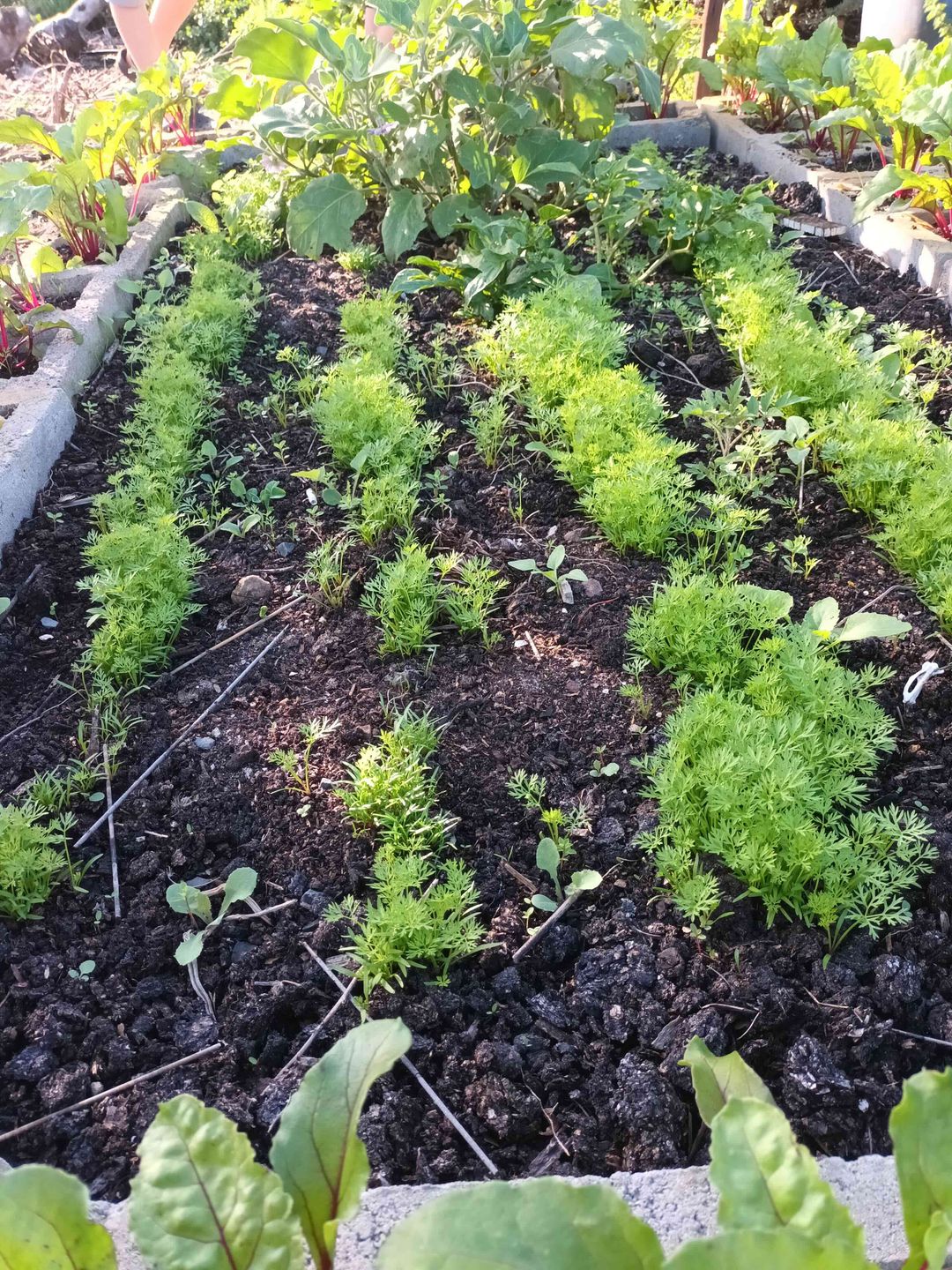 4 Oct veg growing workshop