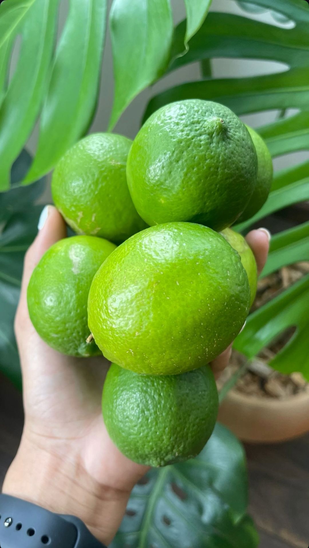 Limones Persa