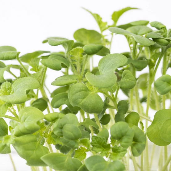 Microgreens – Mustard 28g / Microgreens – Mostaza 28g