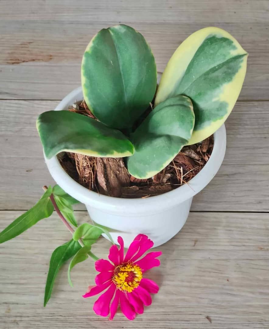 Variegated Hoya pachyclada