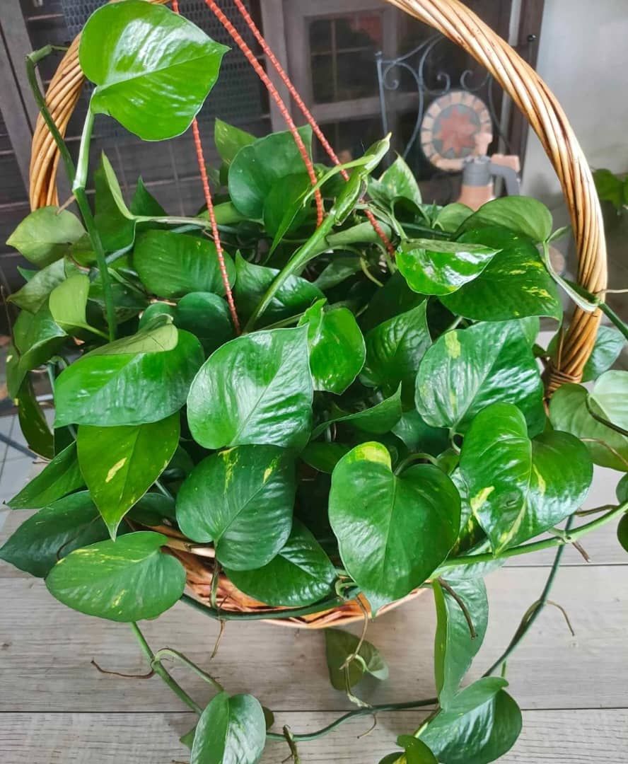 Pothos