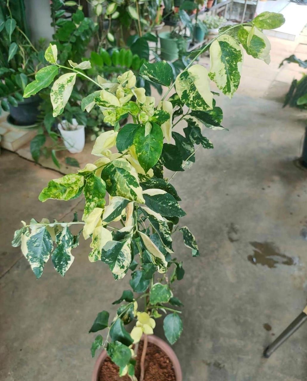 Variegated cangkok manis (mani cai)