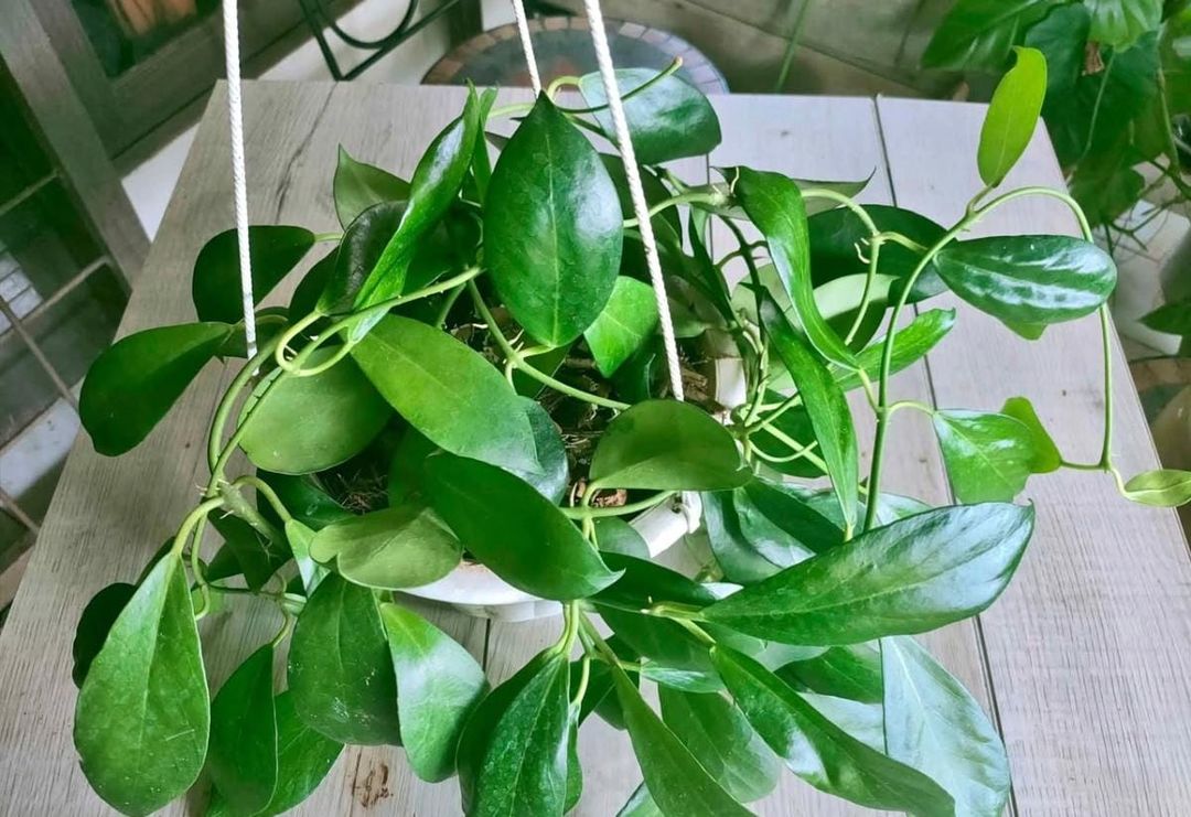 Hoya obscura