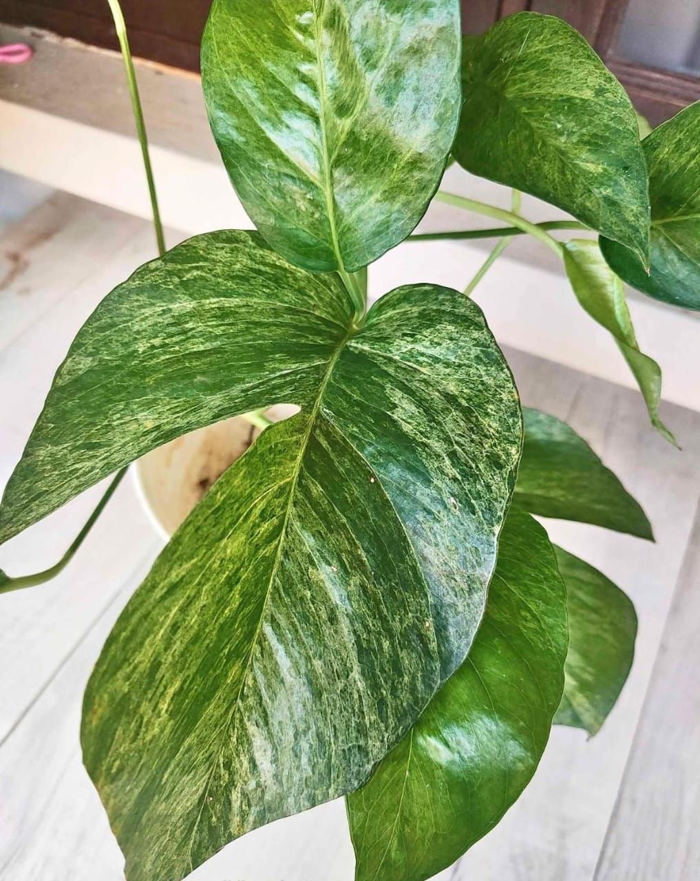 Epipremnum pinnatum mint