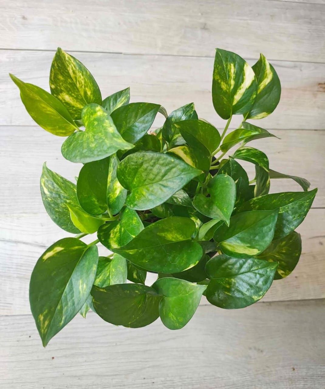 Pothos (money plant)