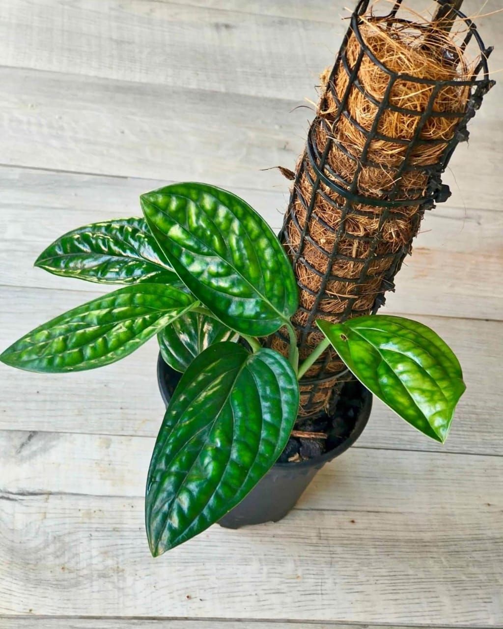 Monstera karstenianum / peru