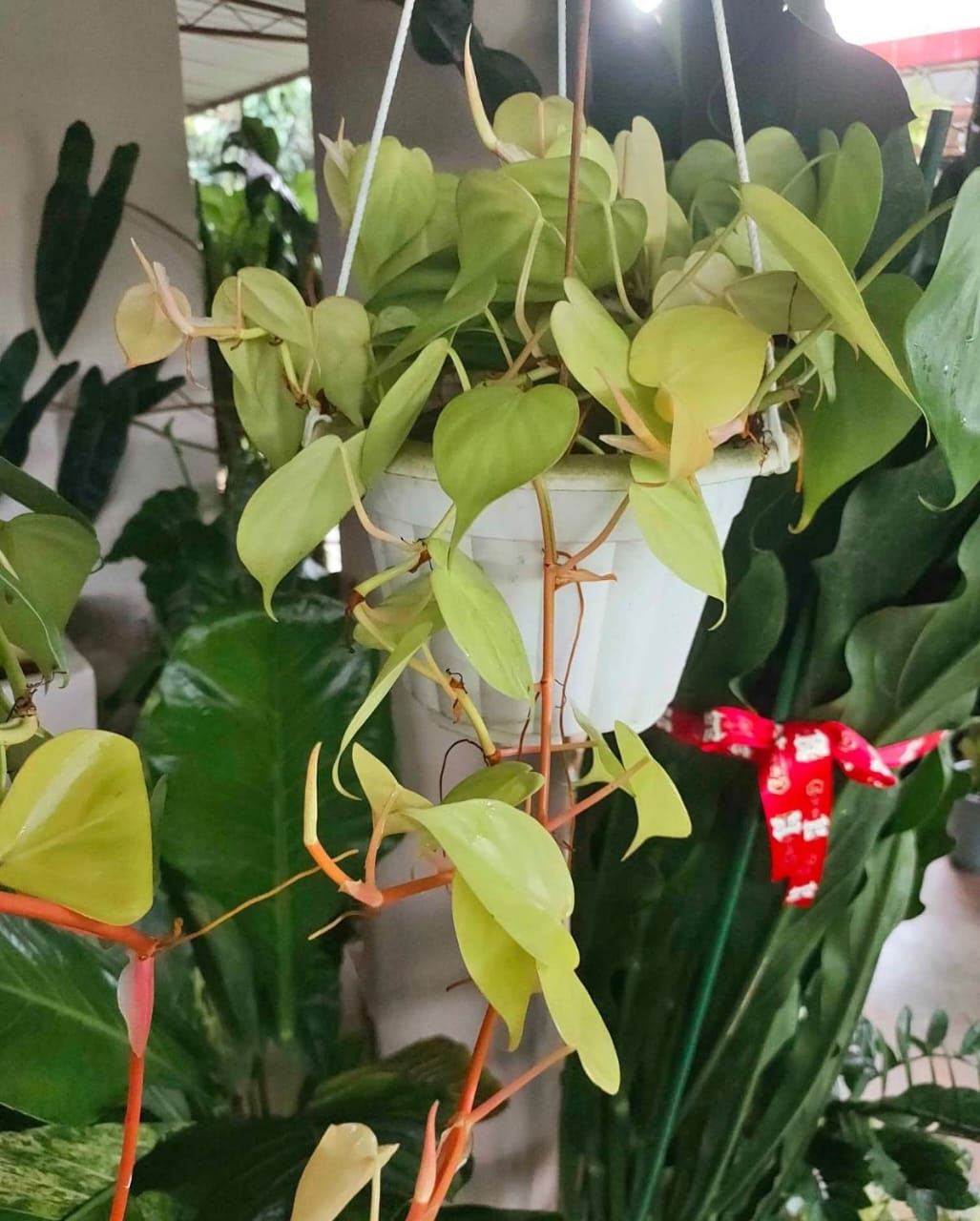 Philodendron cordatum gold