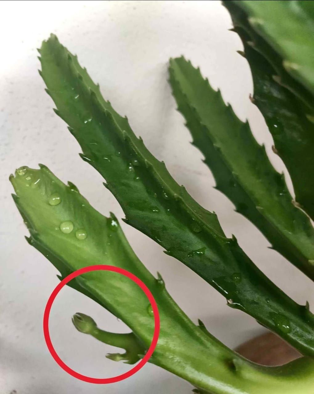 Stapelia Gigantea (big starfish flower)
