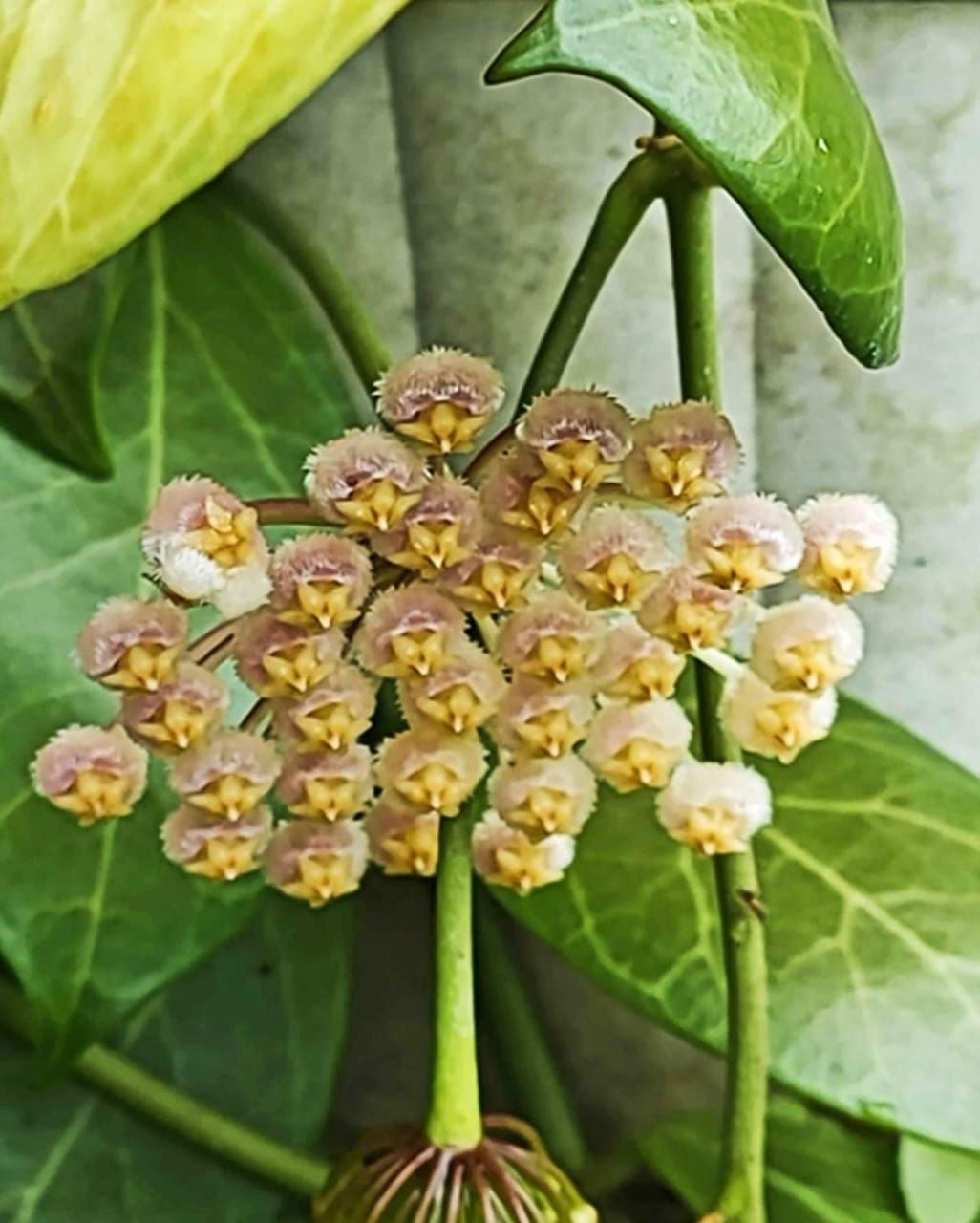 Hoya obscura ( big bushy pot)