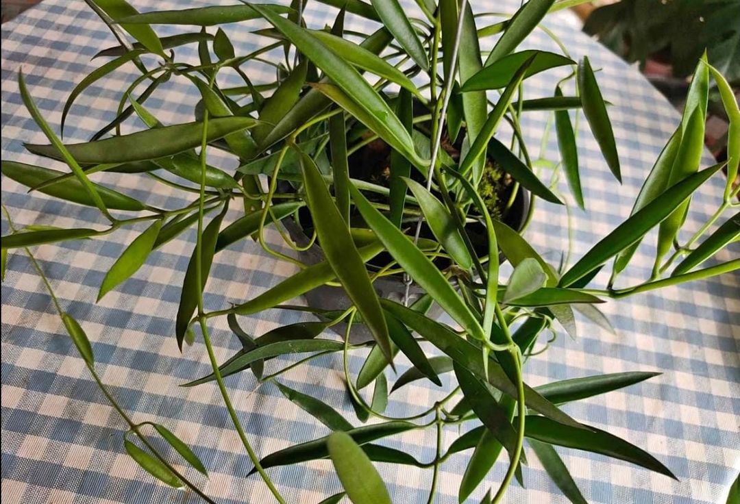 Dischidia parasitica